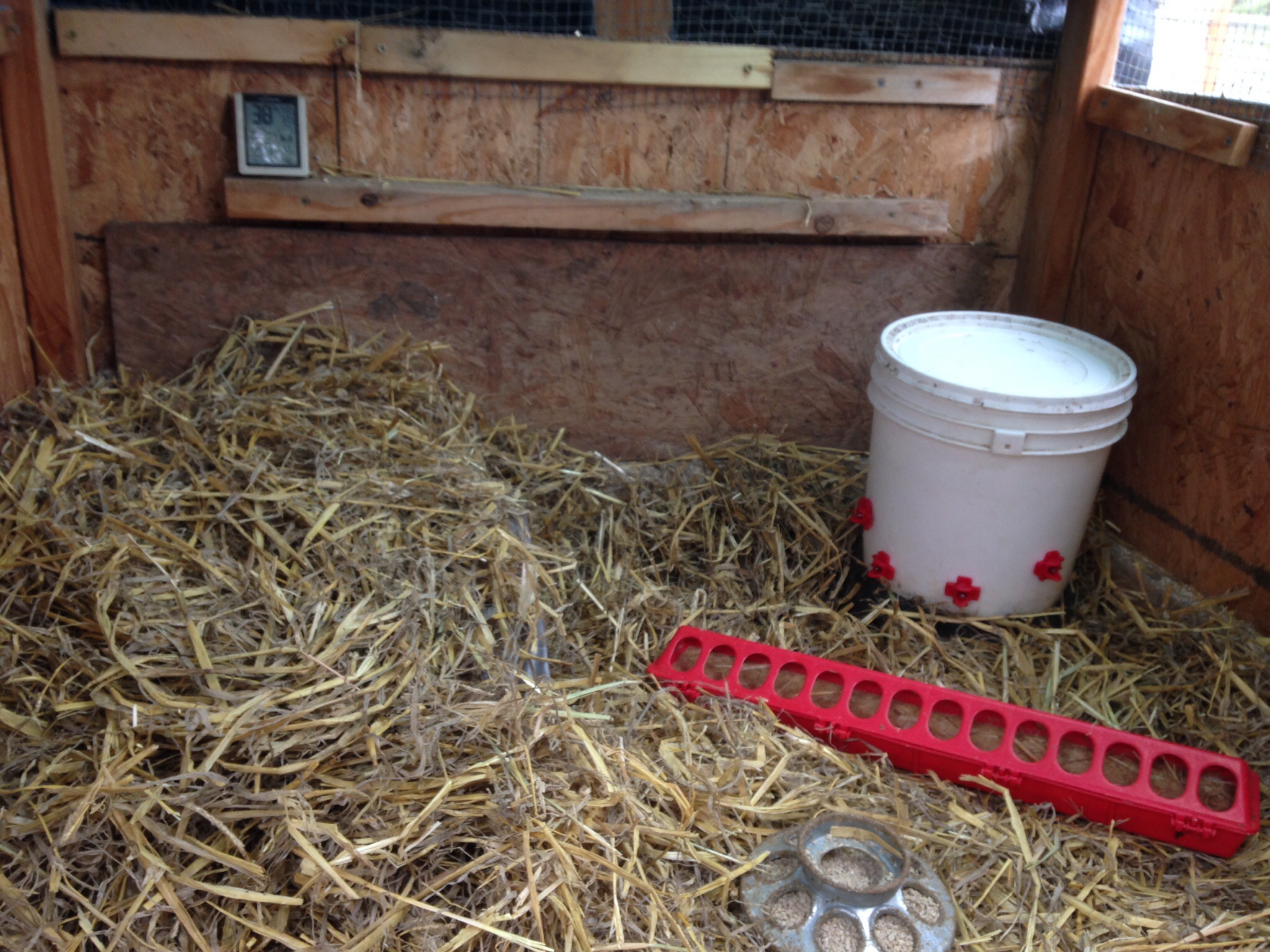 New brooder set up in small coop