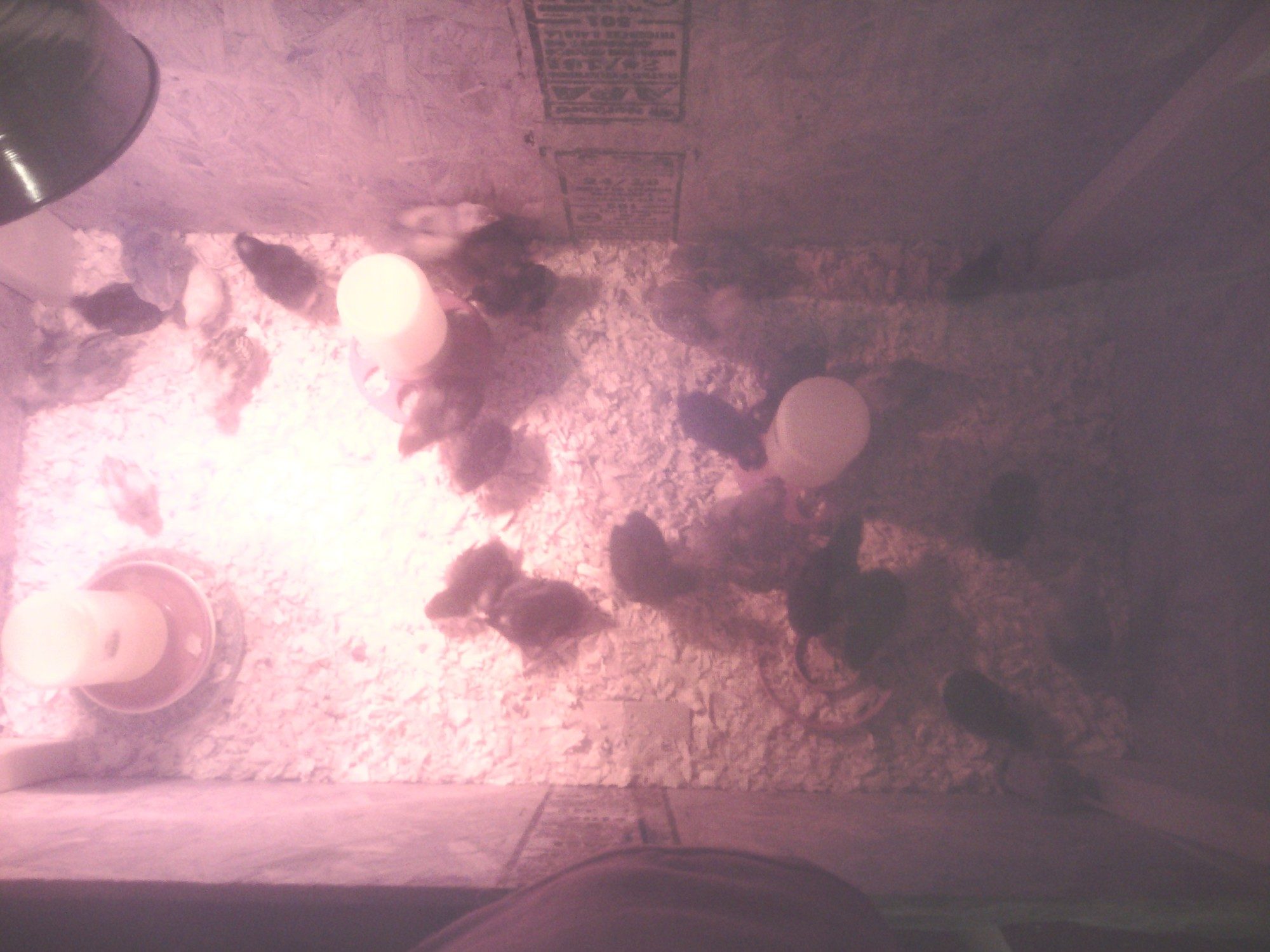 New Brooder with 29 chicks