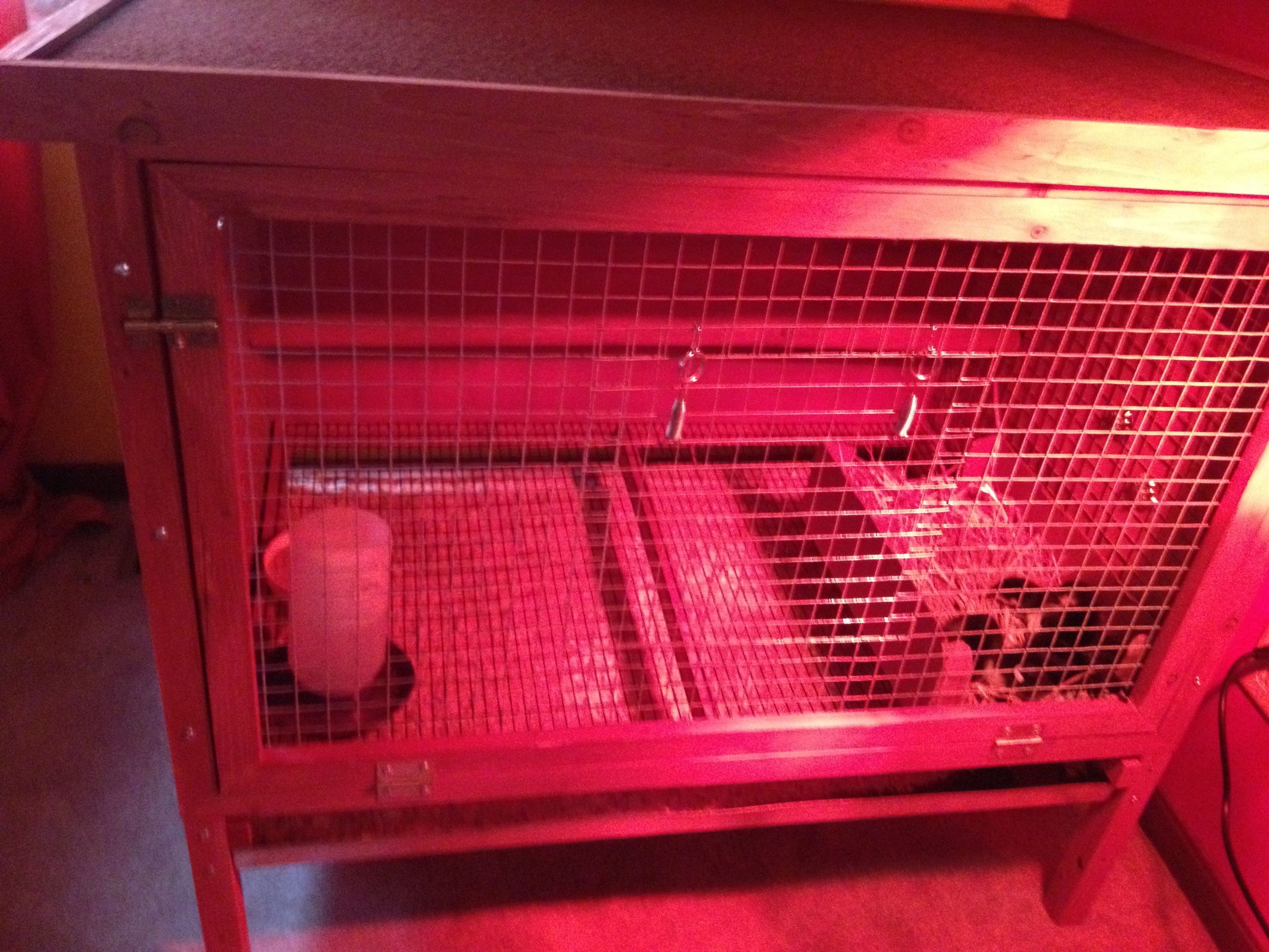 New Brooder