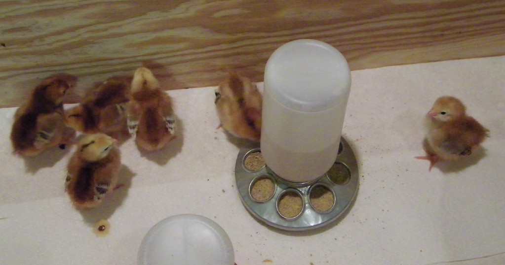 New Buckeyes @ 5 days