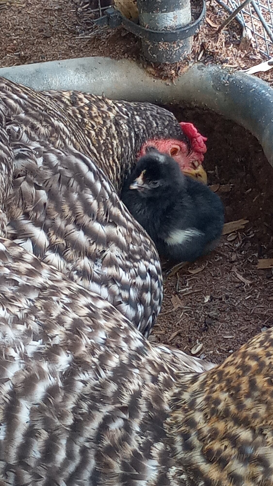 New Chick