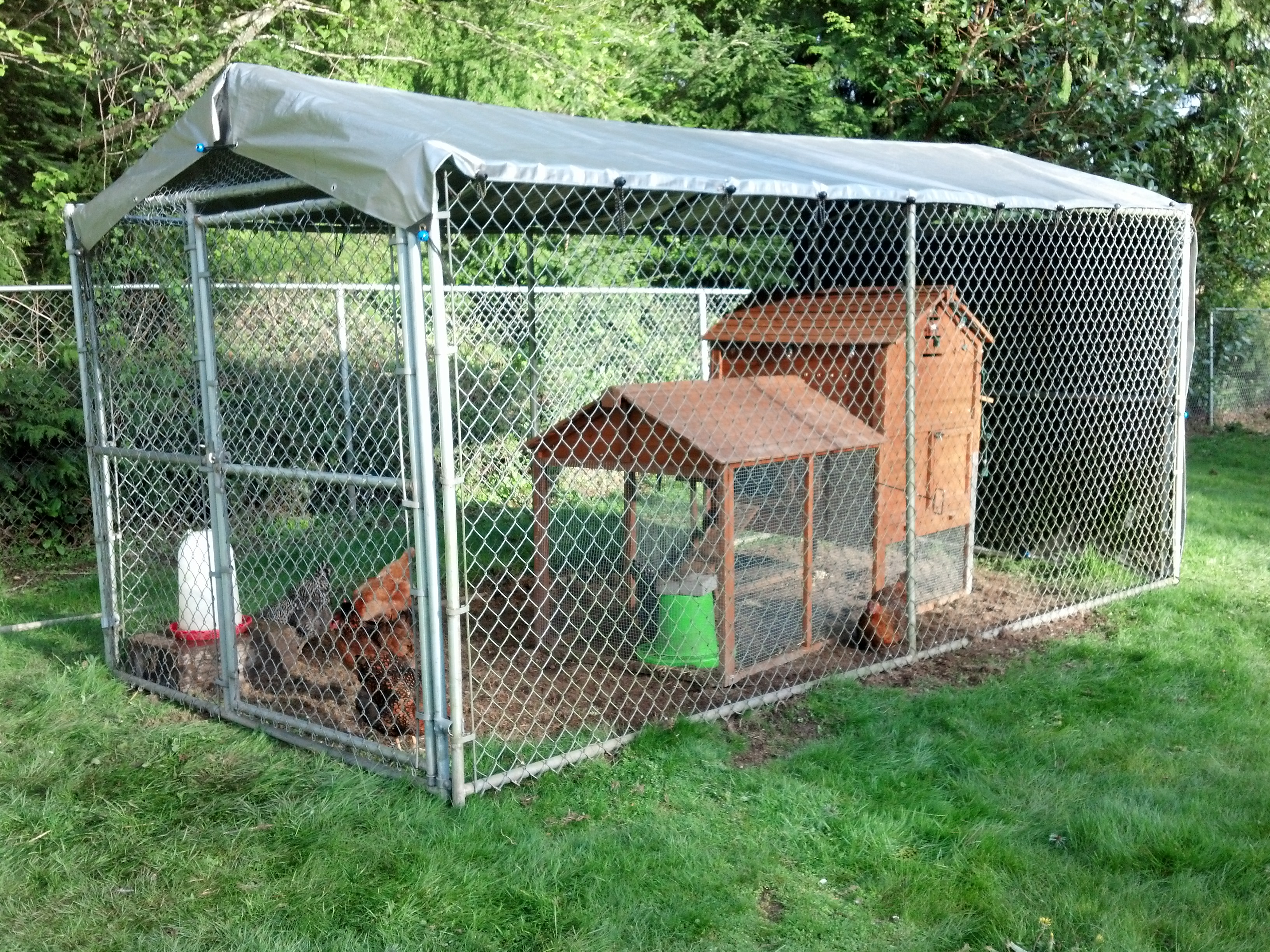 NEW Chicken Palance inside the 7'X14' predator proof coop. Chicken wire