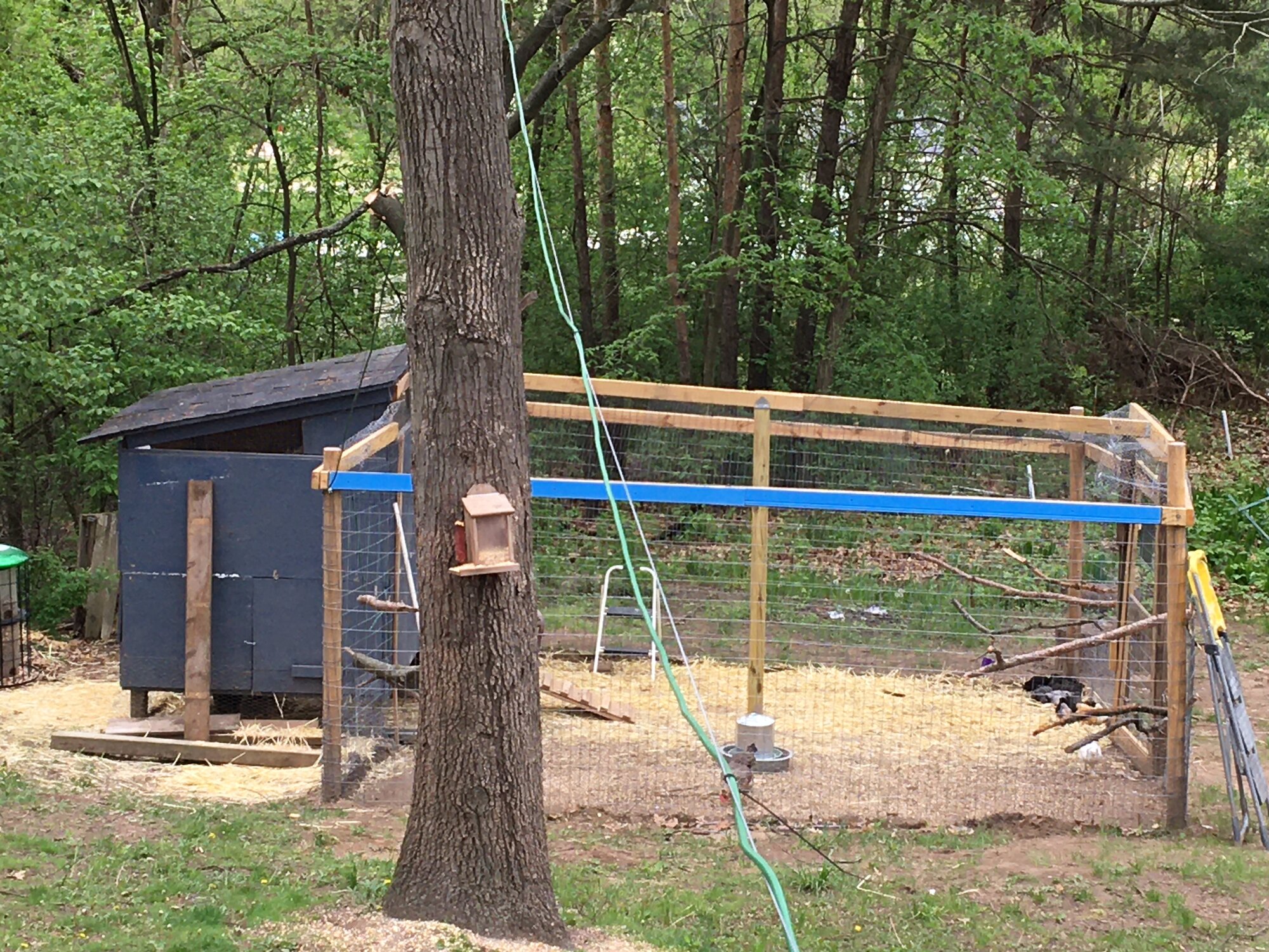 New chicken run - 2020.JPG