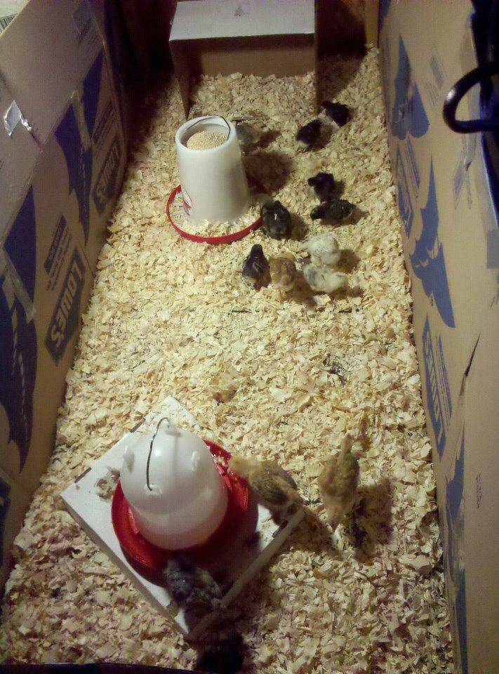 New chickies in brooder - all 3-4 weeks old