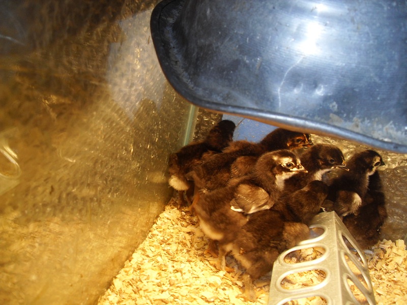 new chicks 11-20-12