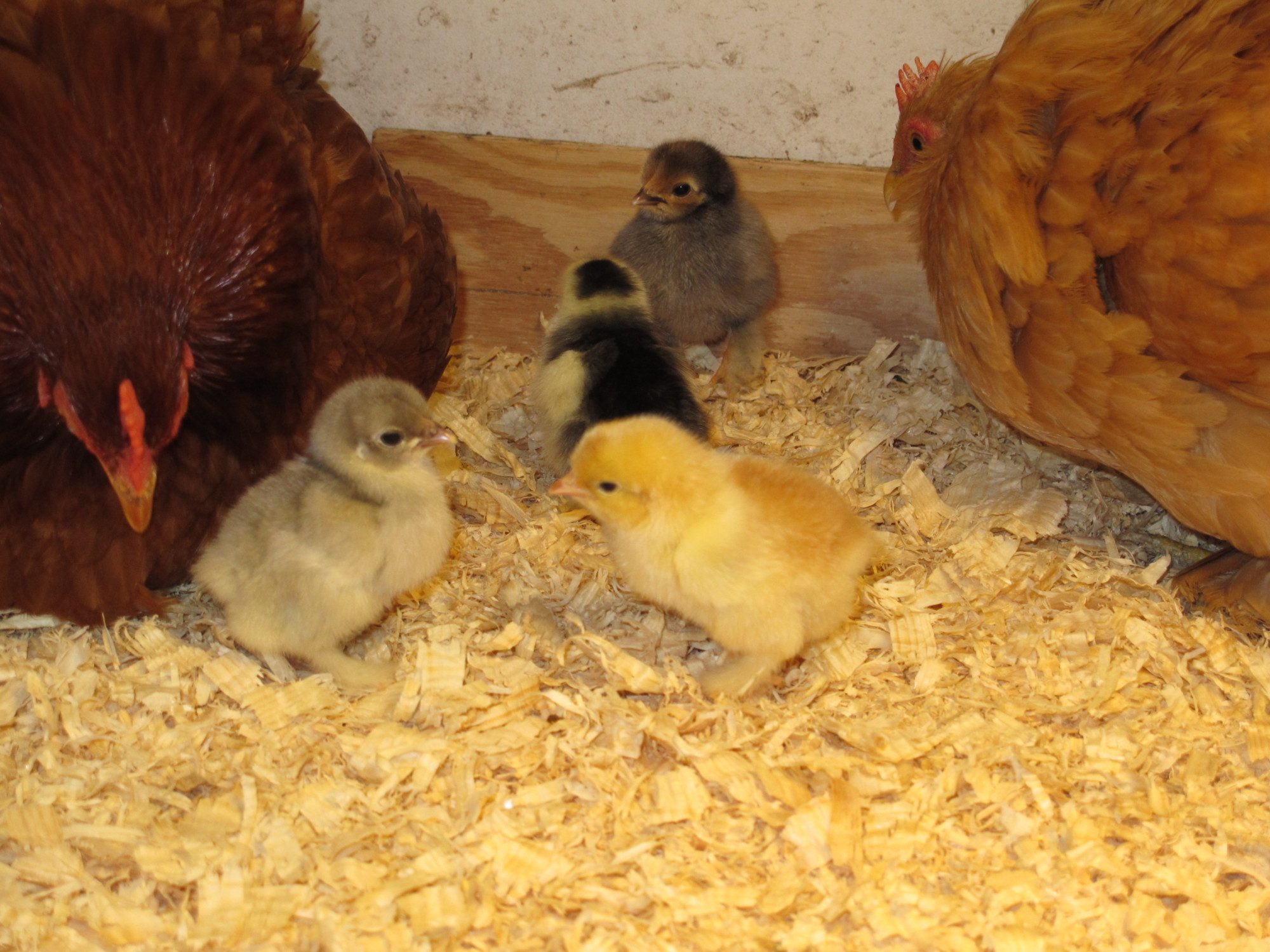 New chicks, 4-19-12
