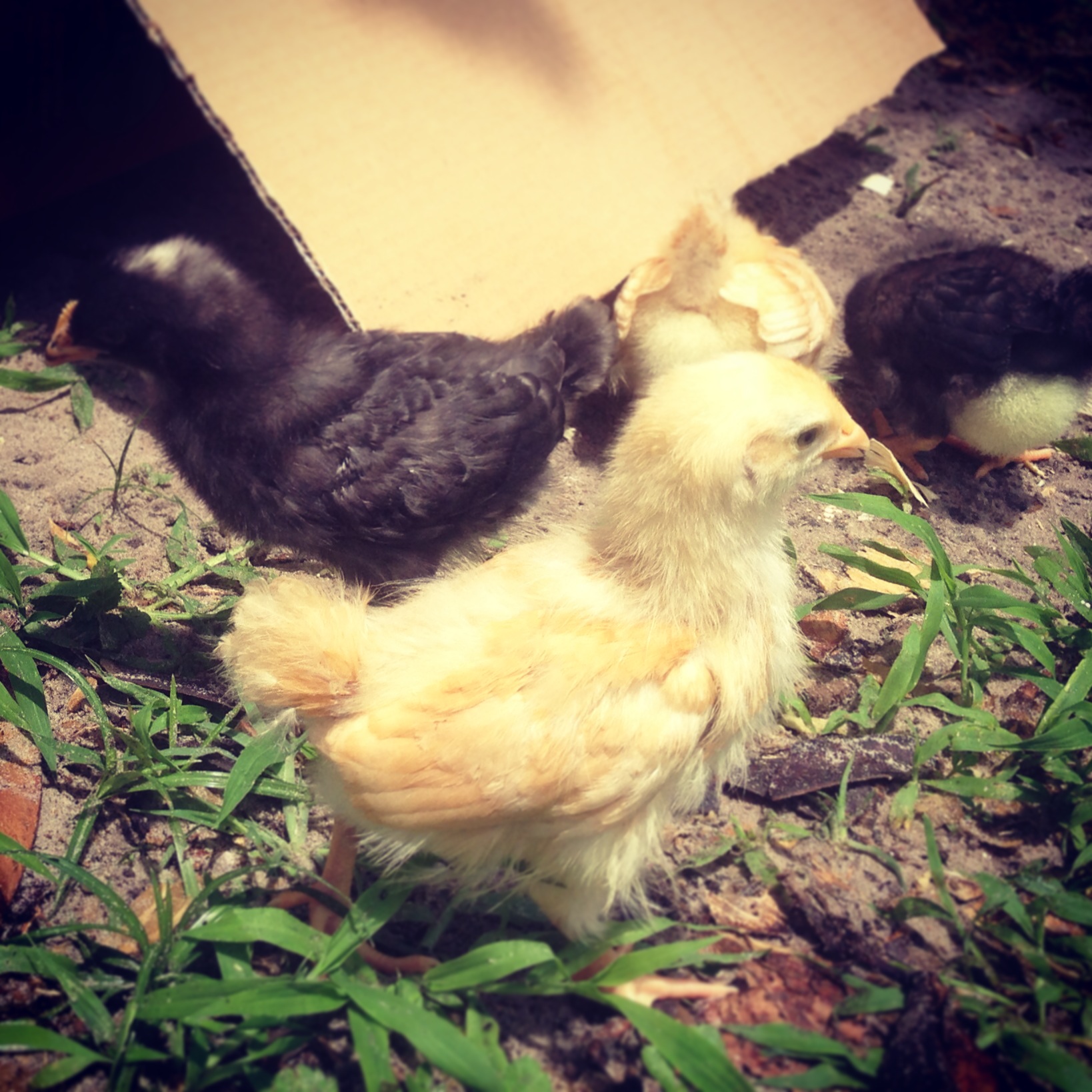 New Chicks First Day Out