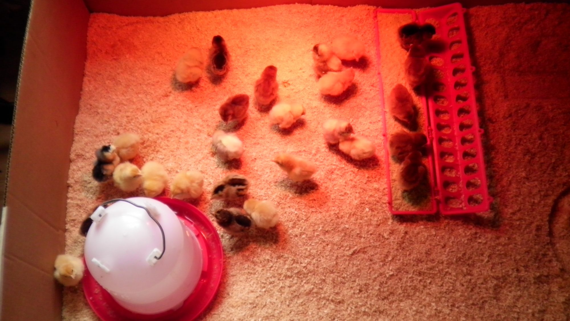 New chicks for 2012