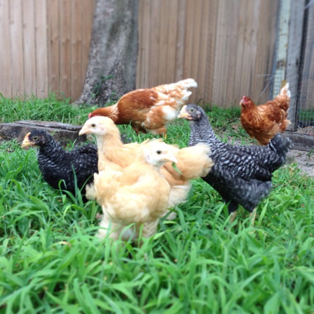 New Chicks get along well with the Old Hens