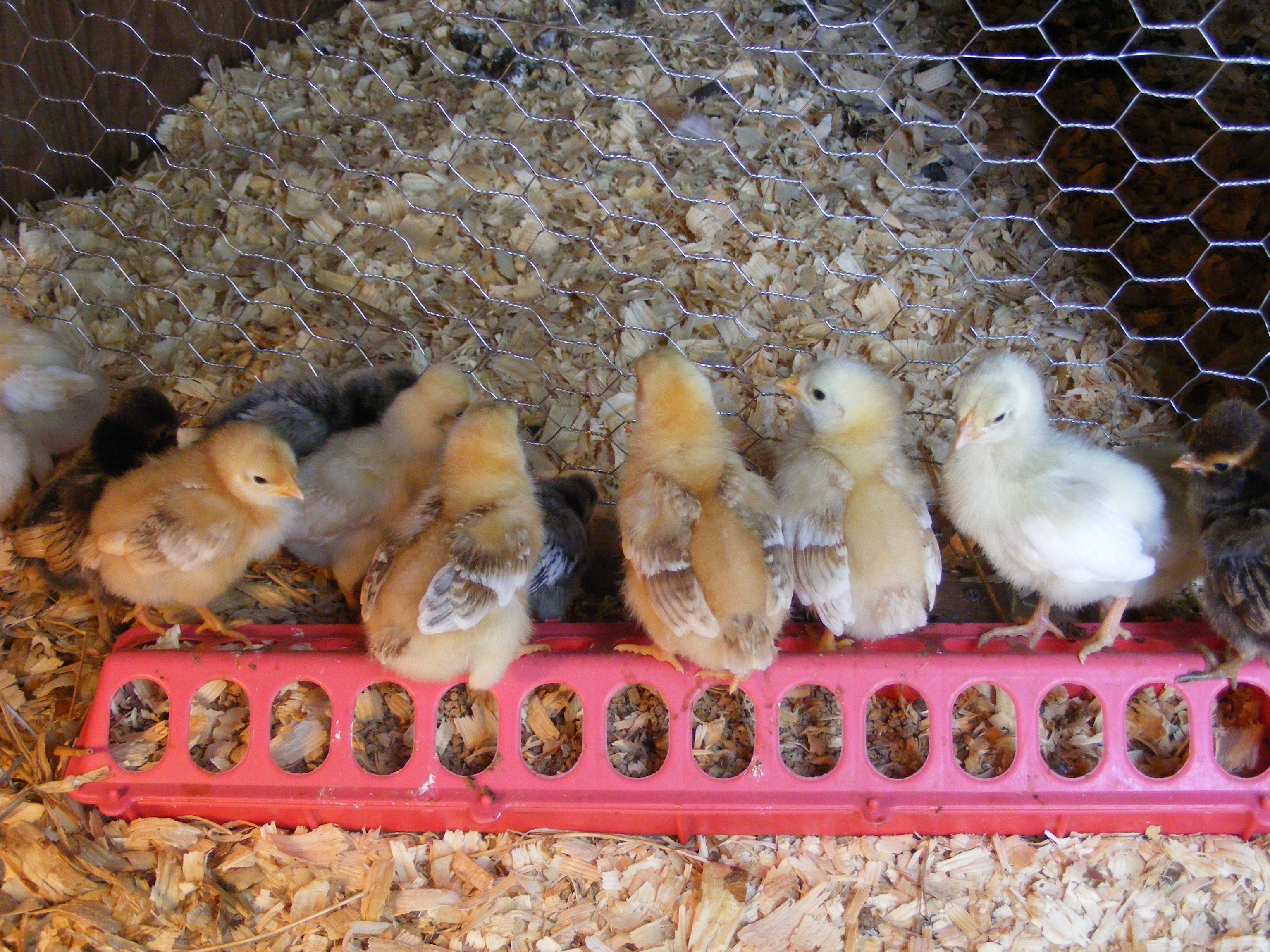 New chicks getting used to their new home.