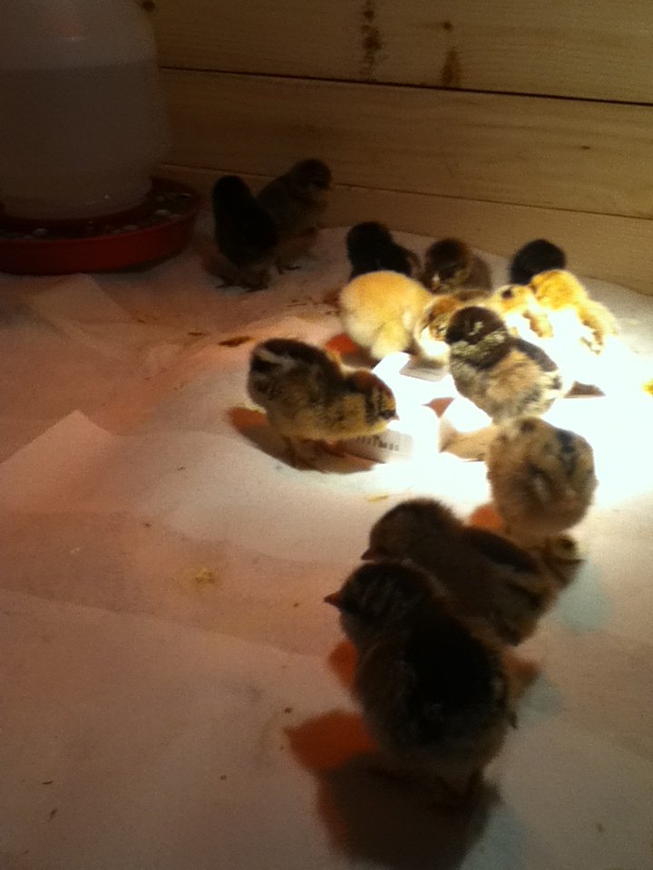 New chicks in the brooder