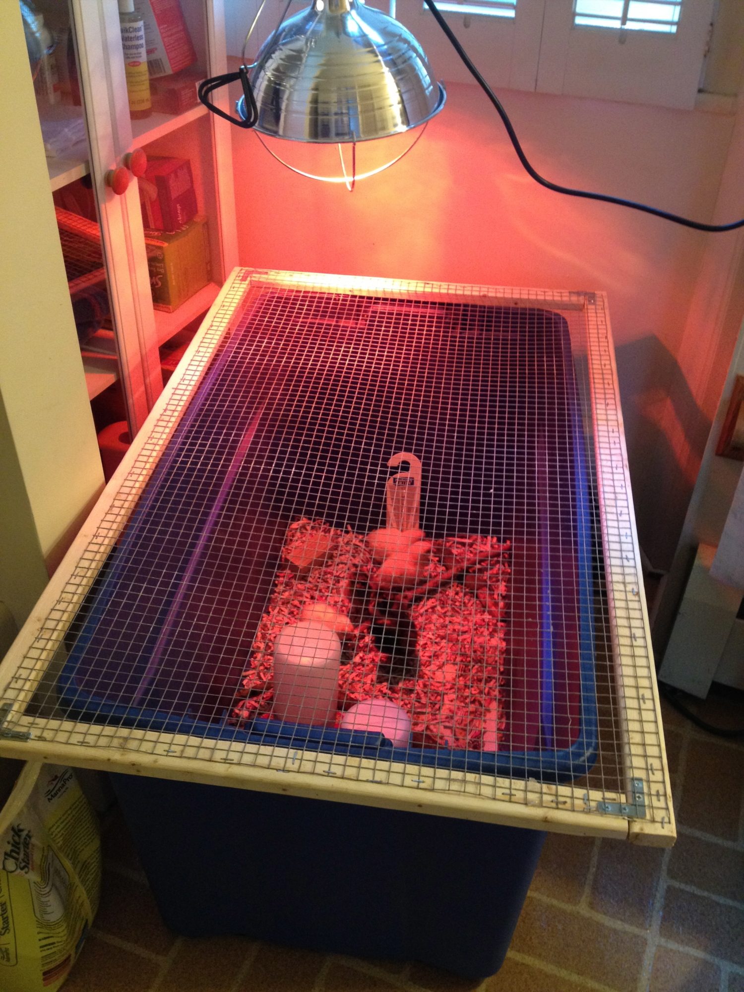 ^ new chicks in their brooder.