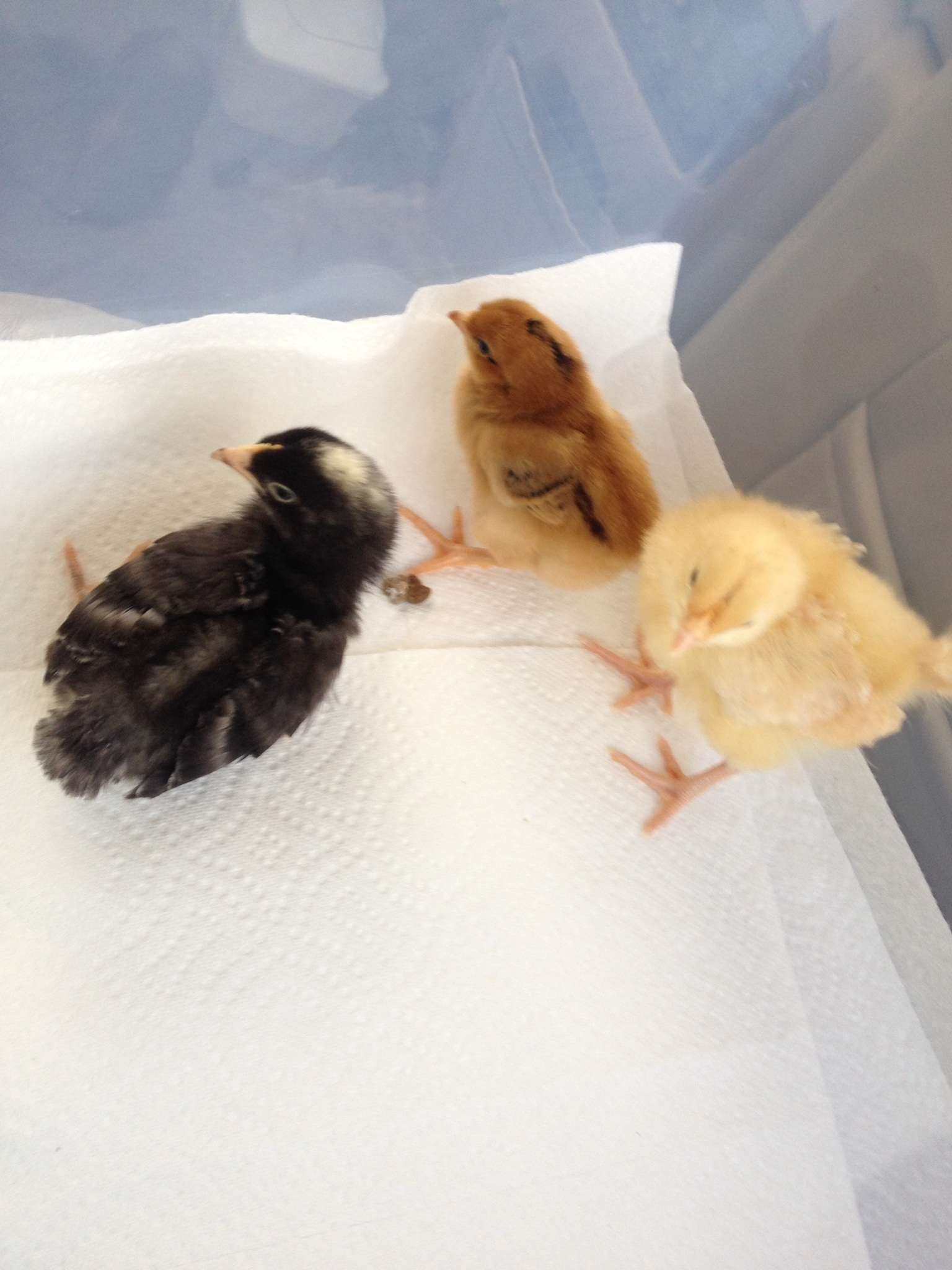 New chicks, Marsala, Dumpling, and Alice springs!