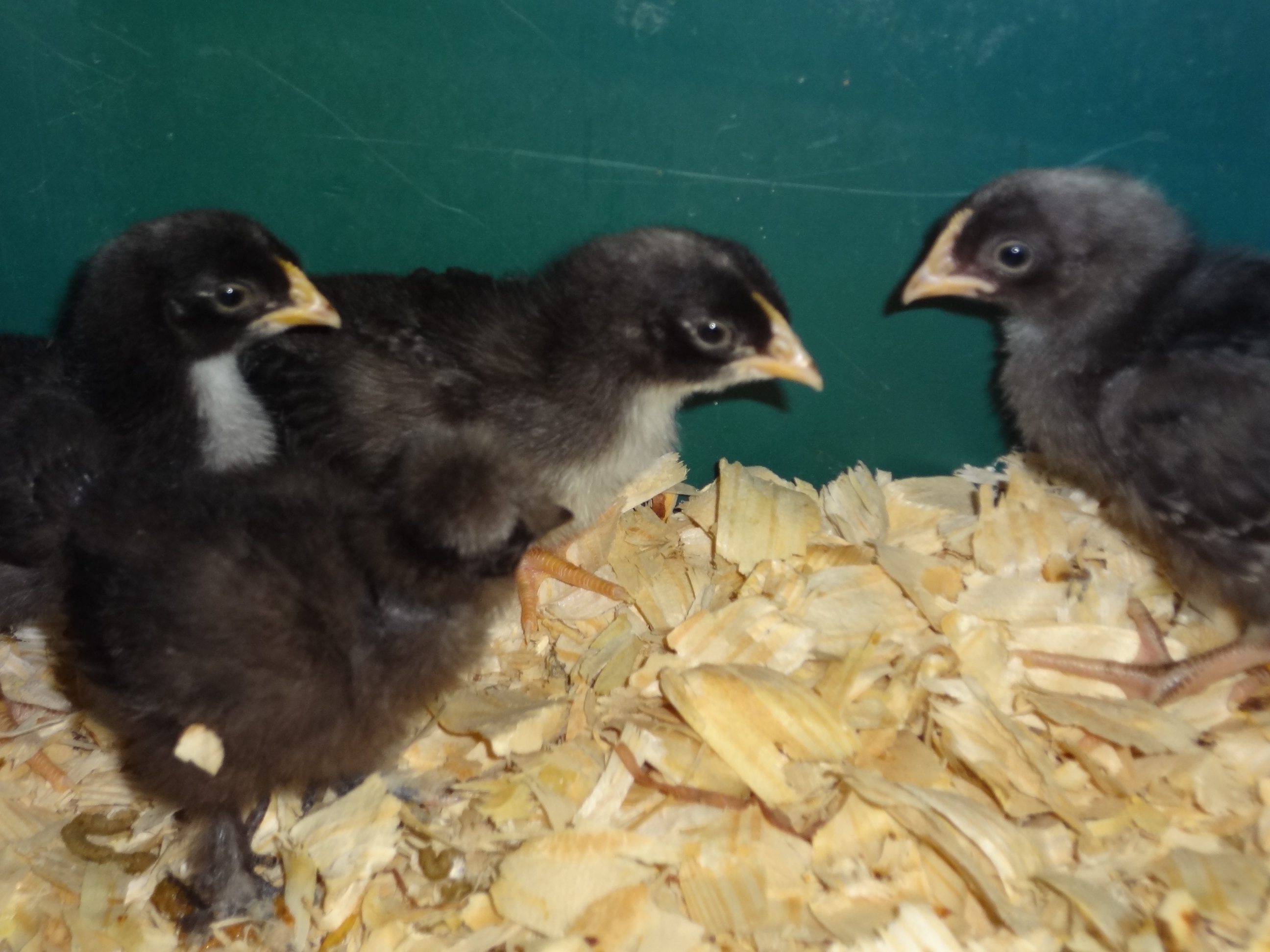 new chicks--pic taken 03-27-2012 (born 03-10-2012)
3 OliveEggers (Marin x Cream legbar)