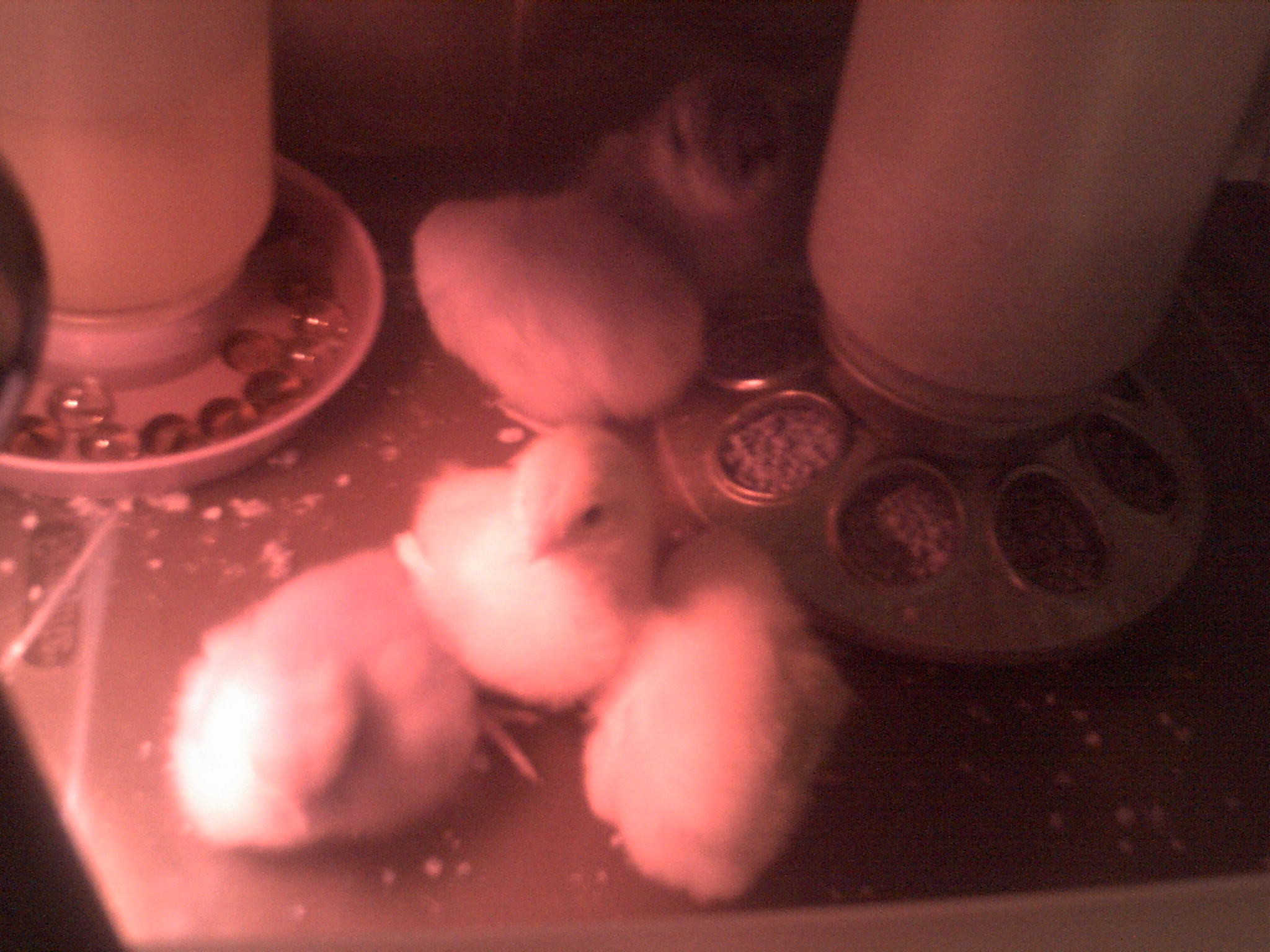 New chicks there are 5 of them