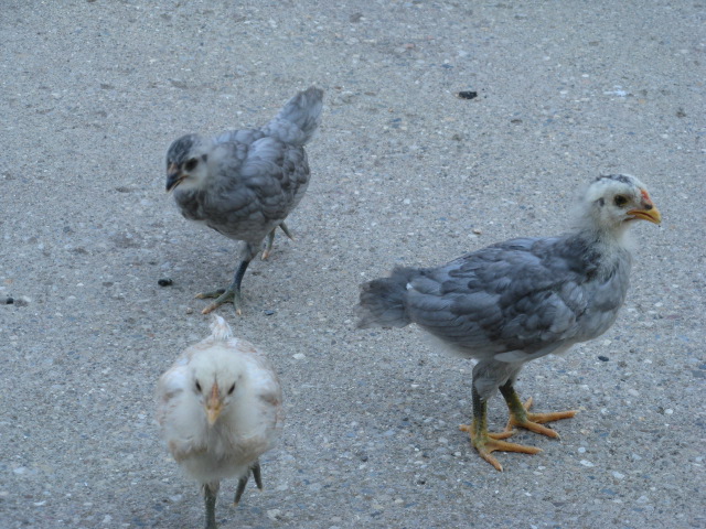 new chicks