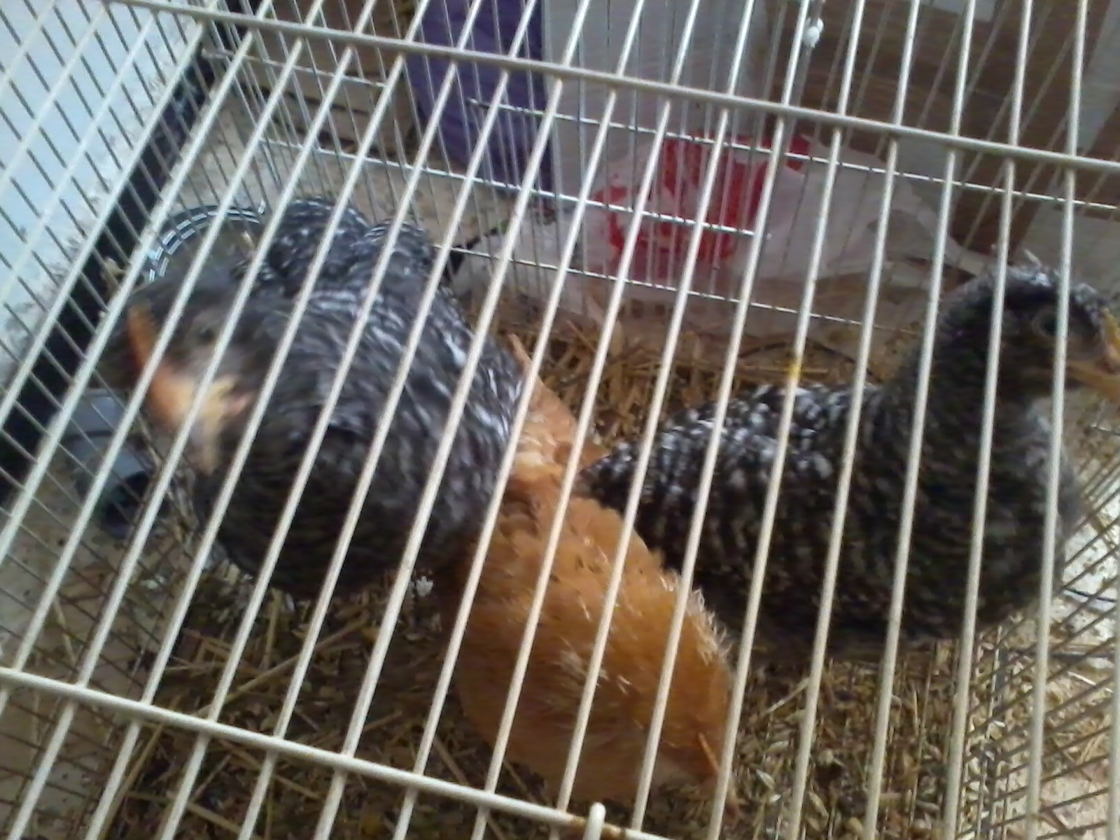 New Chicks