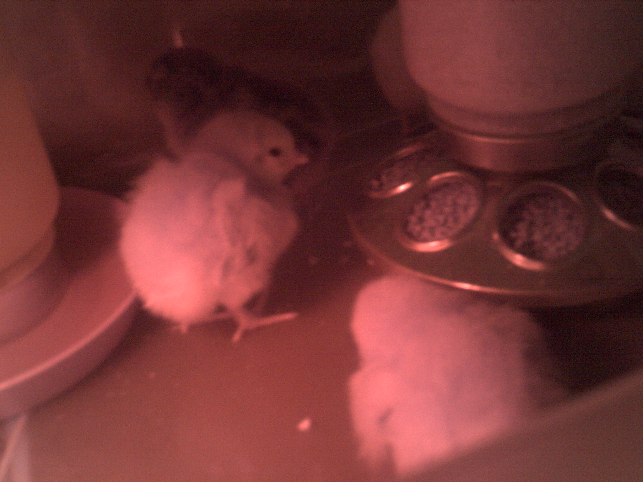 New chicks >.<