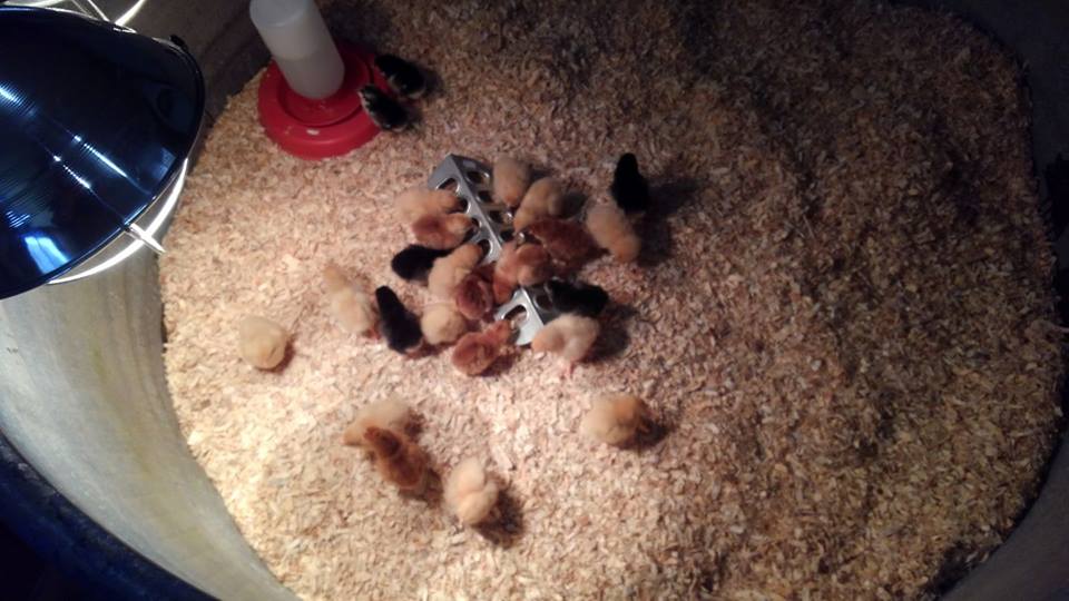 New Chicks