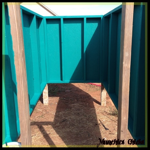 New coop. The color is just base paint my kids picked out used to cover the OBS boards from moisture. Next caulking all the joints, nooks and cranny's before the semi gloss finish. Cutting ventilation all around the top then wire screen and vent covers, couple on the bottom. The floor will have a pull out drop pan under the roost and nest box with portal access outside. So much still to do.