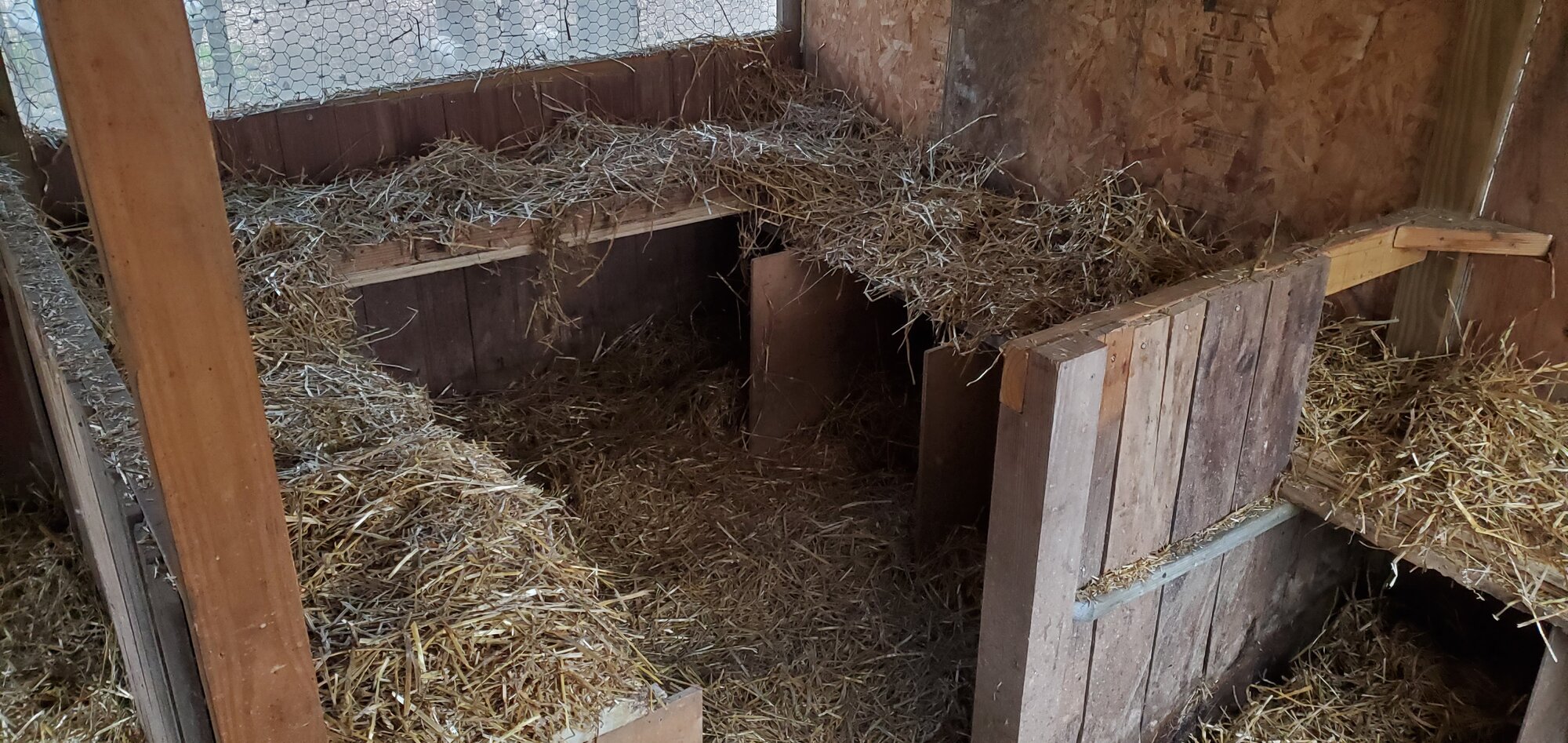 New duck-house interior, spring 2023