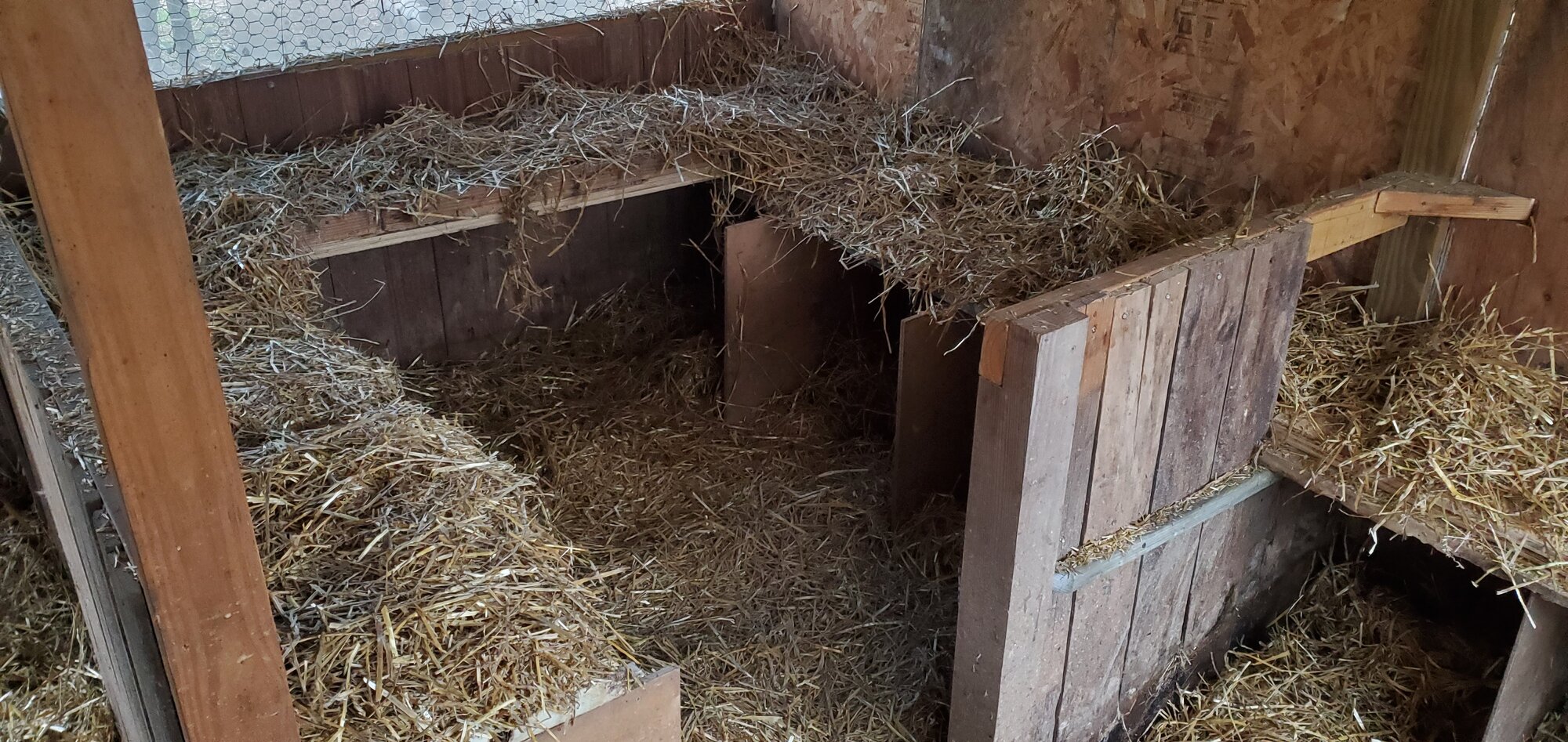 New duck-house interior, spring 2023