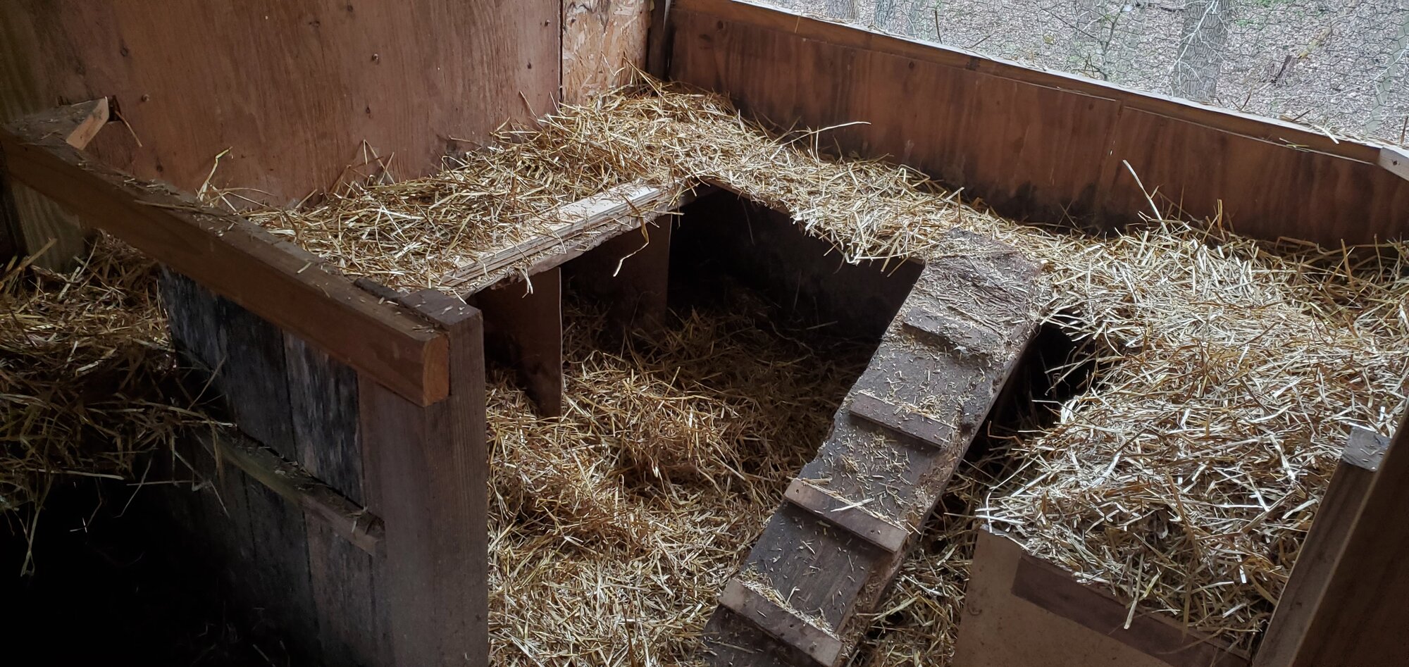 New duck-house interior, spring 2023