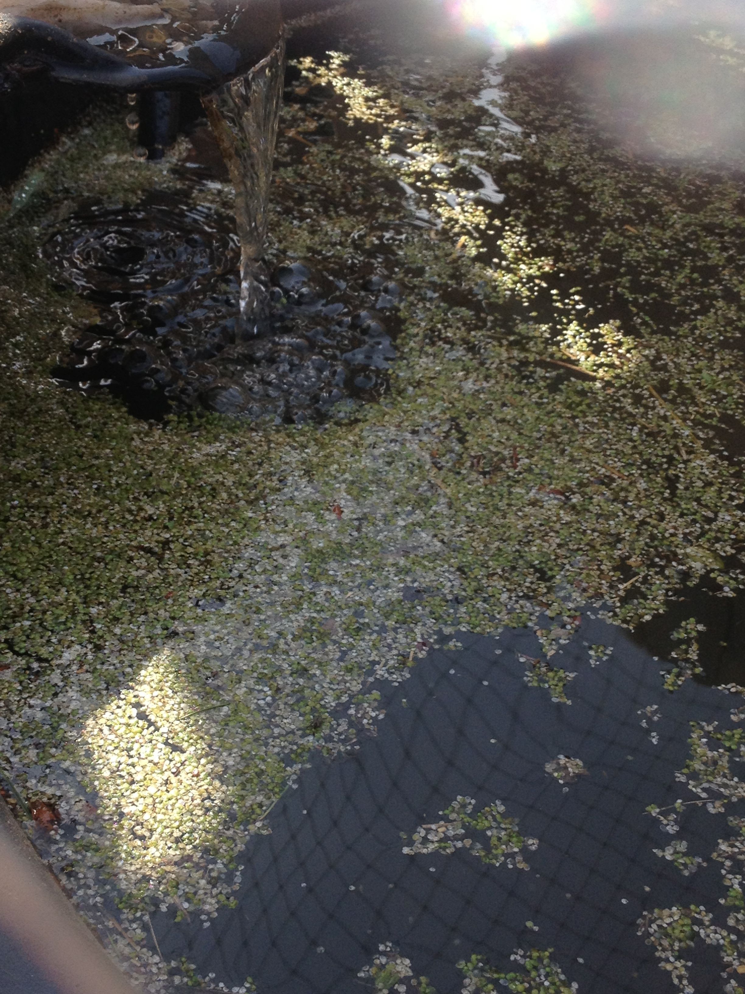 New duck pond complete with duck weed ( but only for a few minutes)
