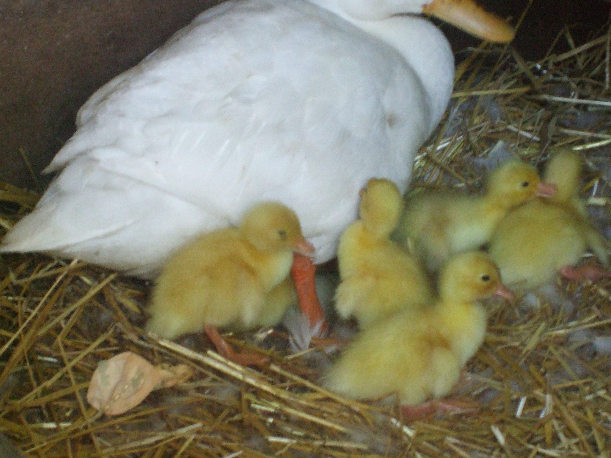 new ducklings