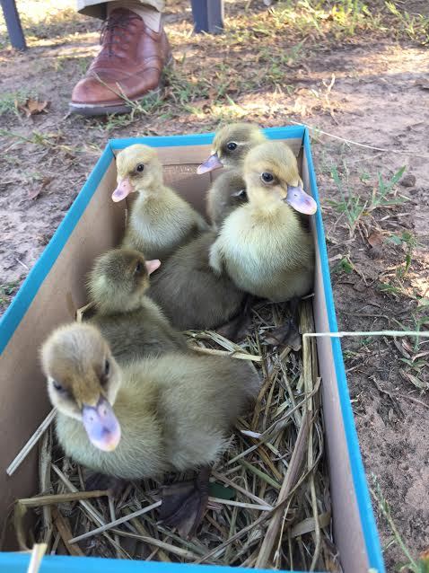 New ducklings!