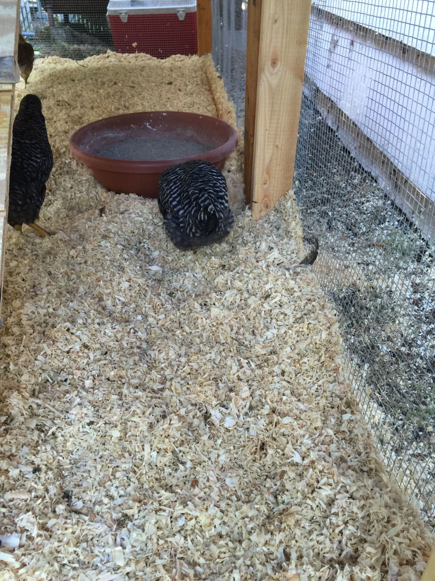 New dust bath.