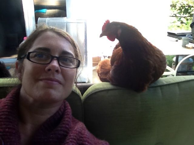 New Freedom Borough argues that hens are not pets, my hens disagree!