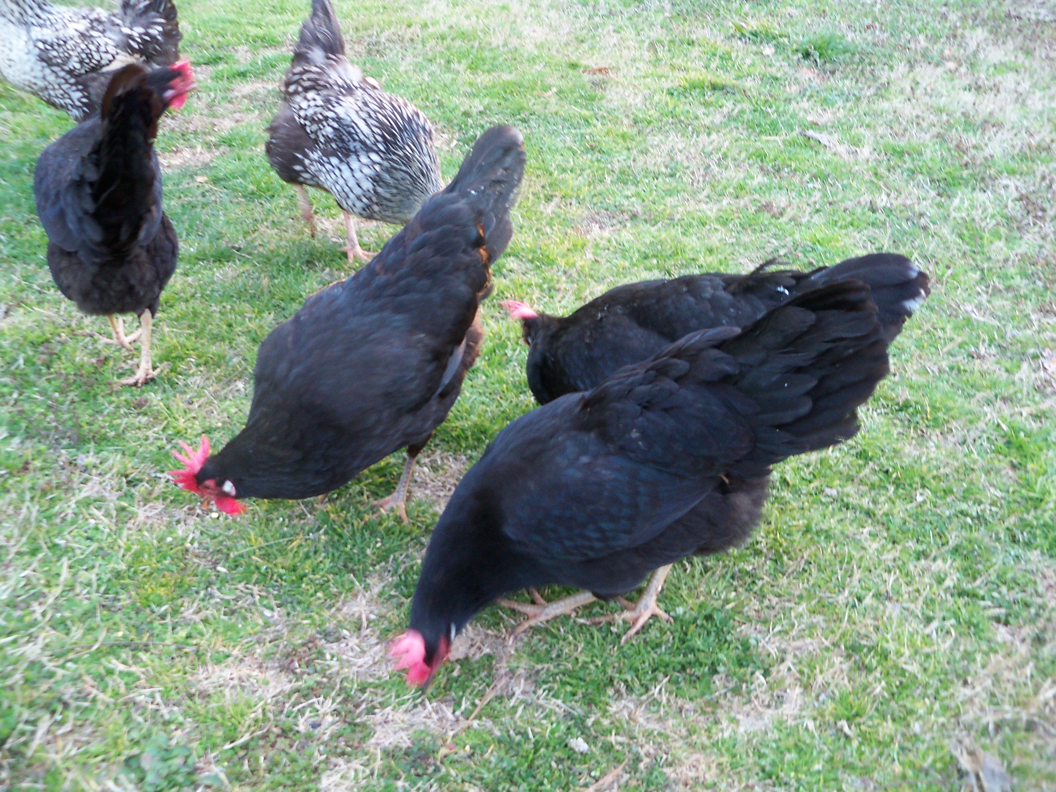 New ggeneration Blacks