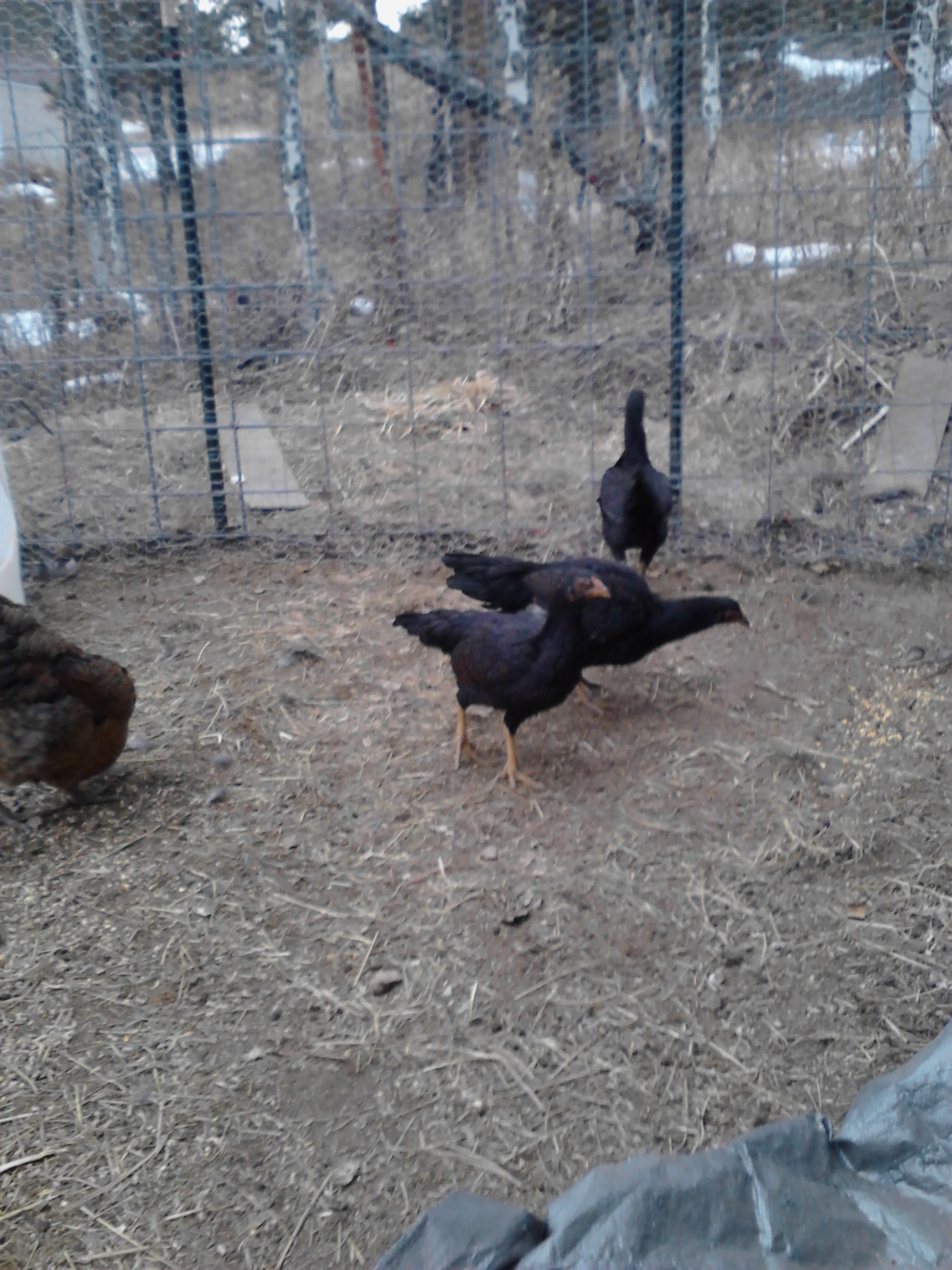 New girls freaking out