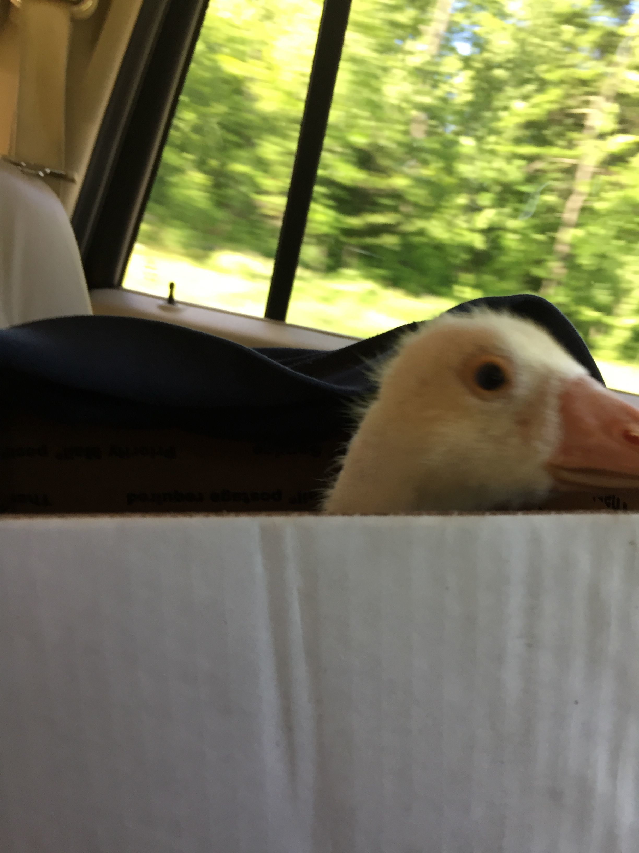 New goose