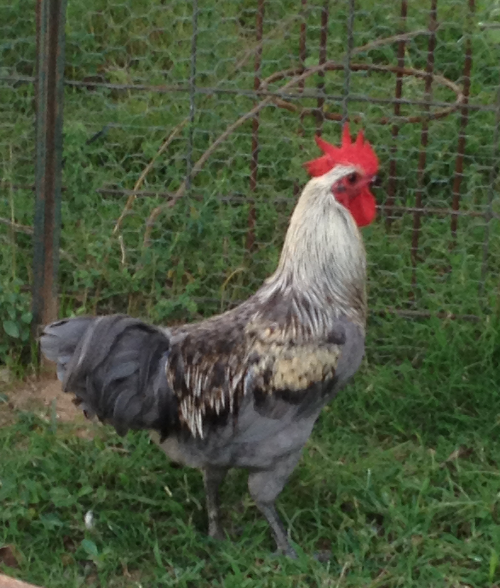 New guy in breeding pen #2. Hatched in March, so he is about 5 months old.