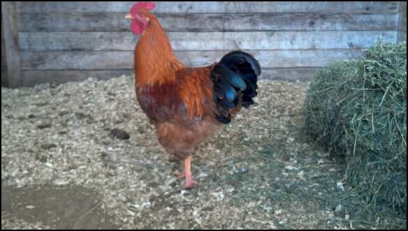 New Hamp cockerel