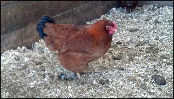 New Hamp hen