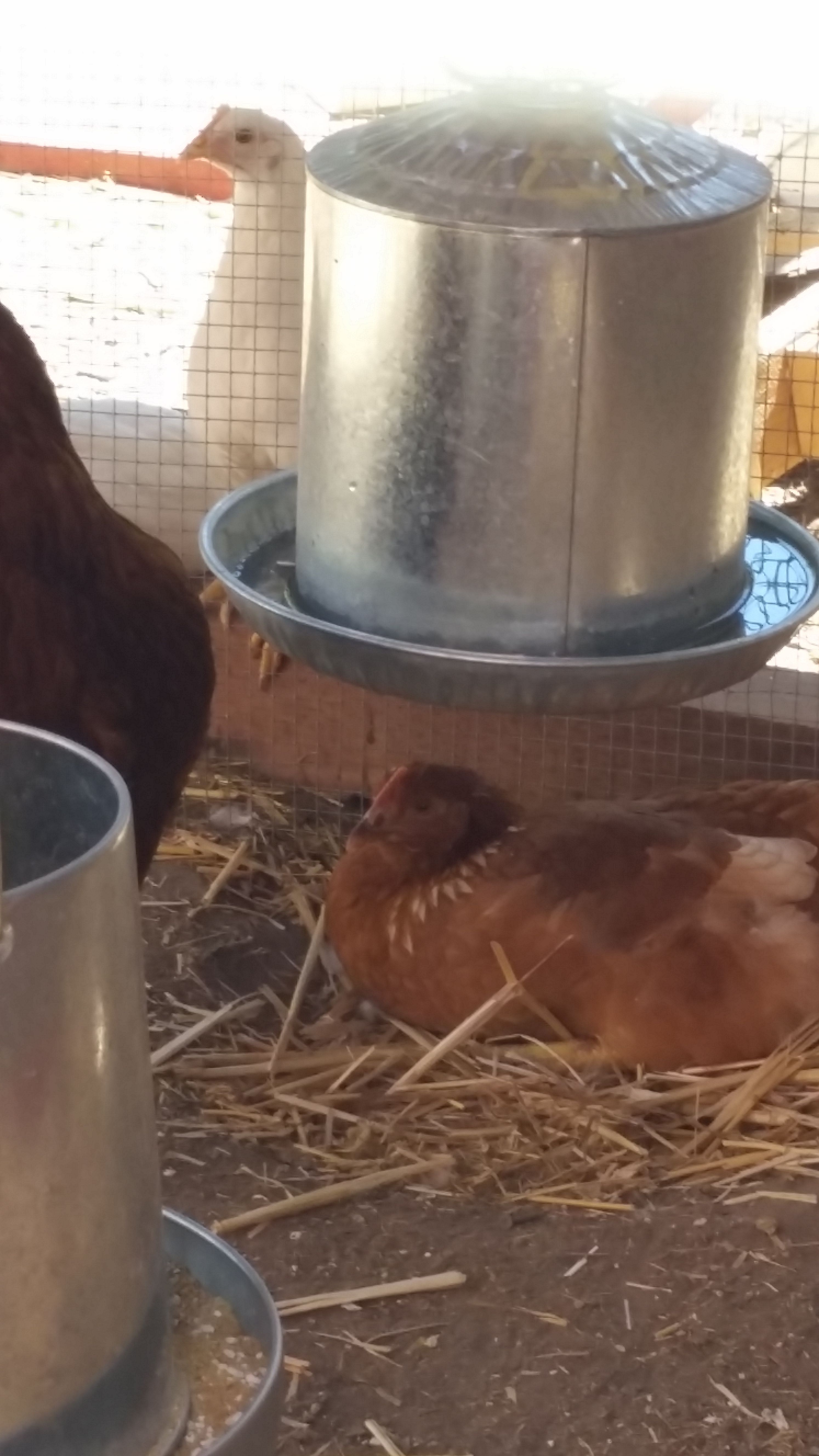 New hampshire (BLONDIE) laying down 5 month's old 1 day do you think it's time for her to start laying eggs? I'm new so idk.