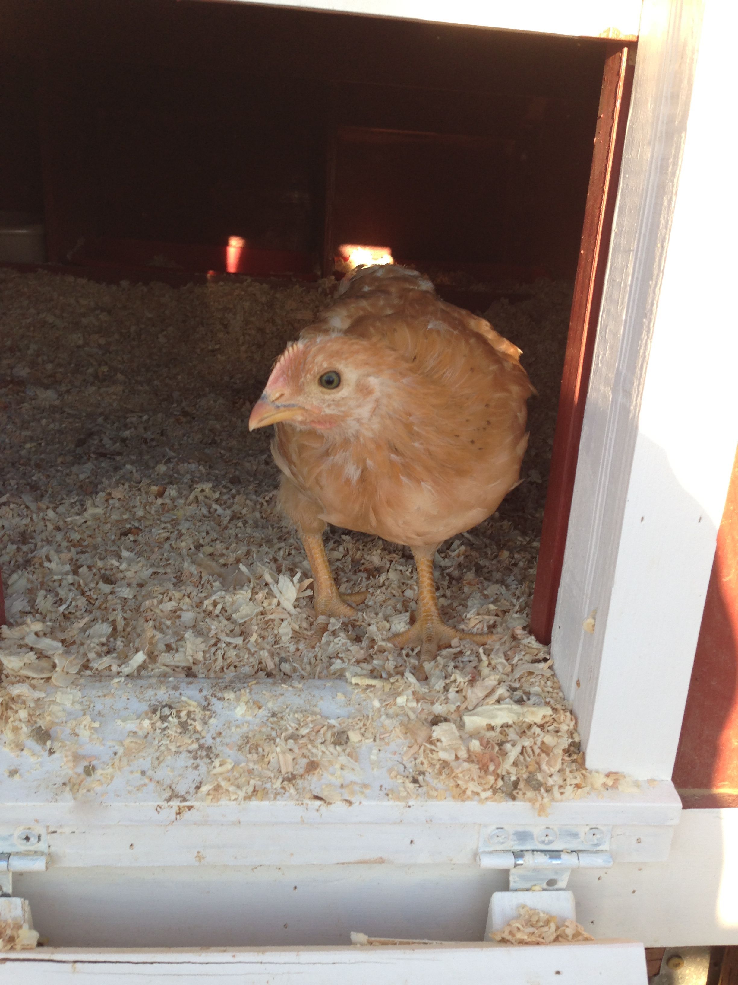 New Hampshire Red # 1:  Pullet or Roo??