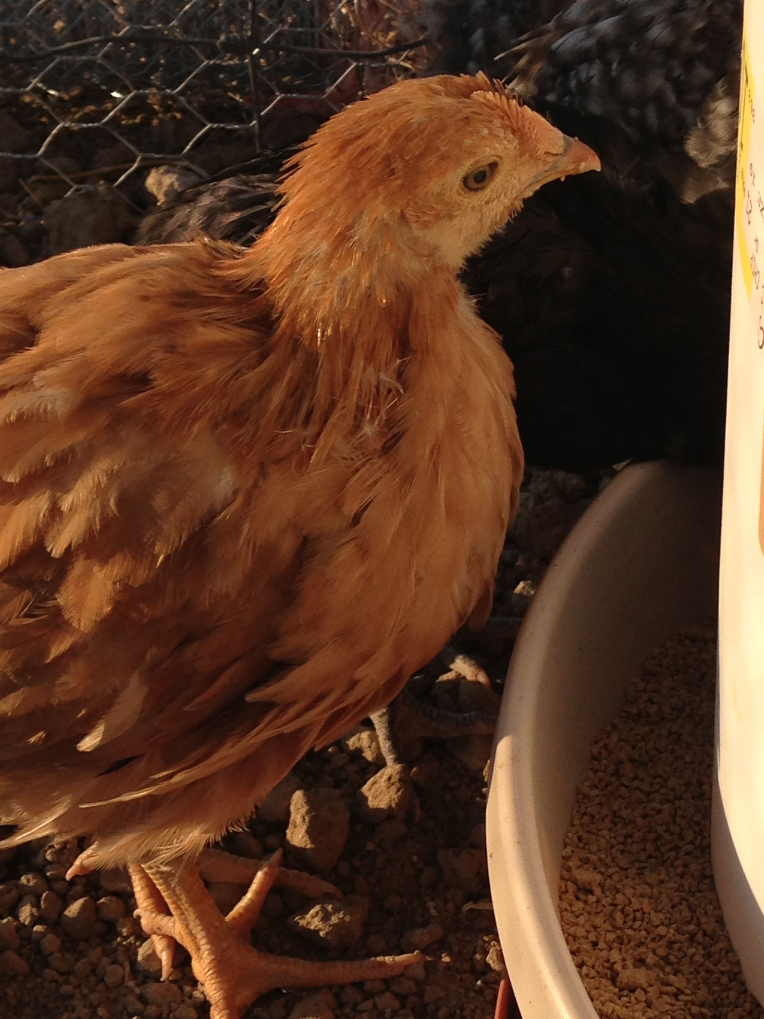 New Hampshire Red #2: Pullet or Roo??