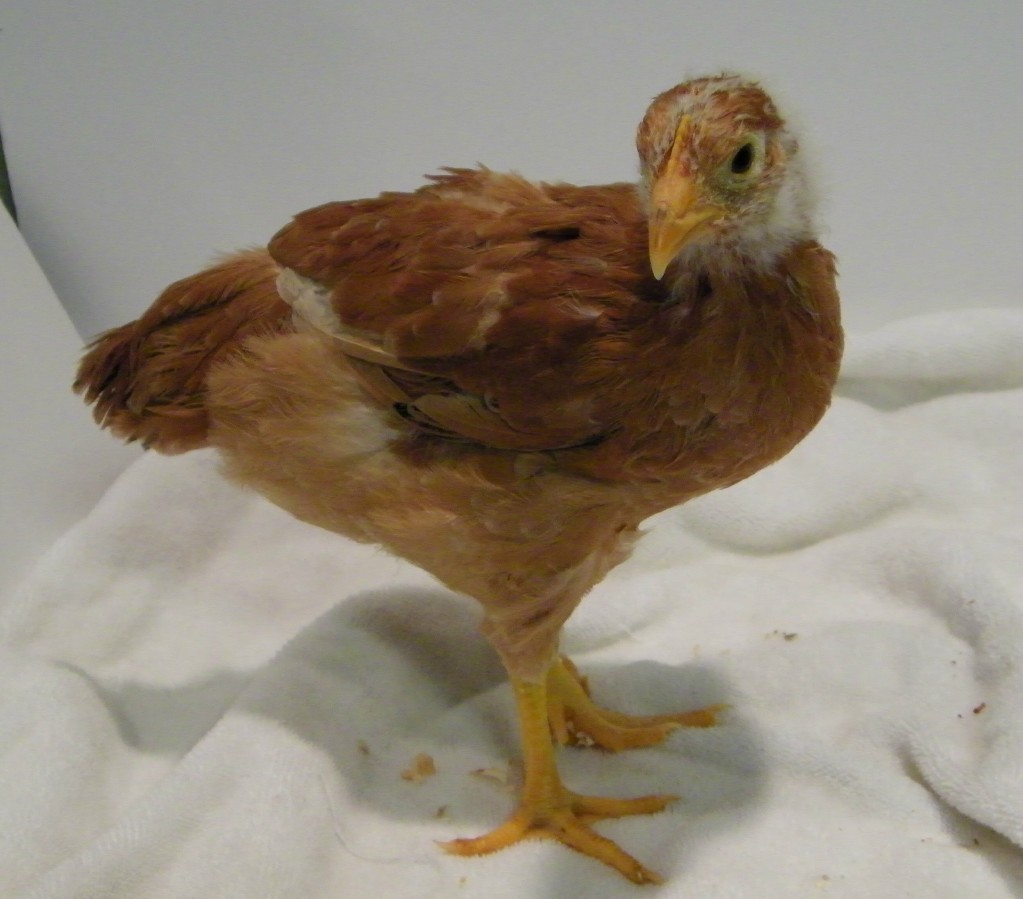 New Hampshire Red @ 6 wks