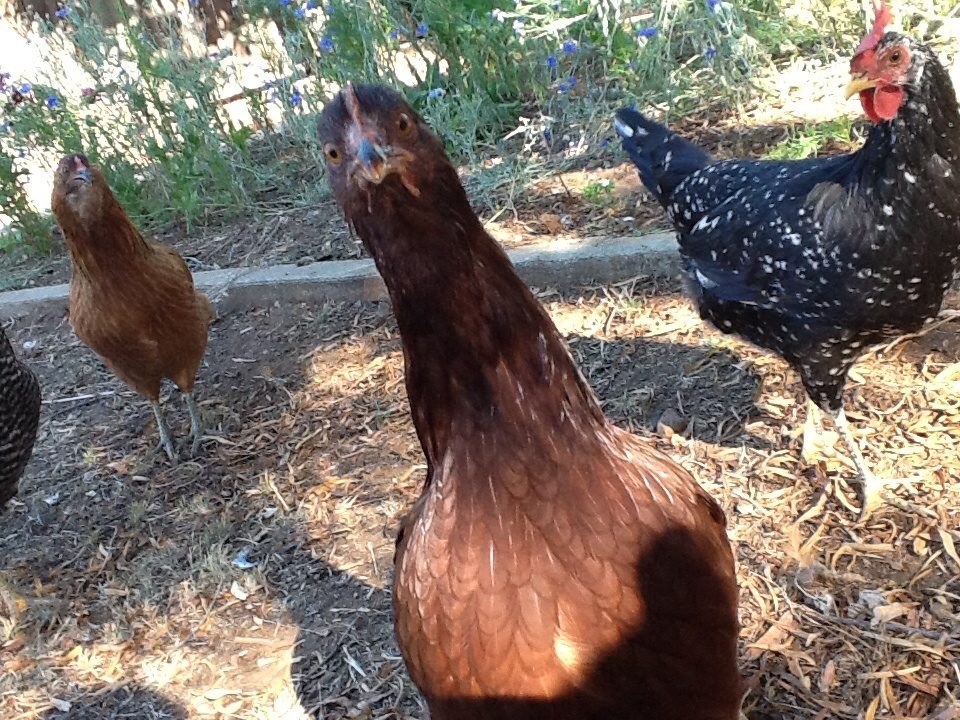 New Hampshire Red/ Ancona/ Americana/ and part of a Dominic, Barred Rock  Cross breed in the left side, half cut of.