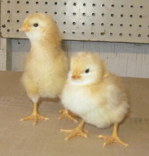 New Hampshire Red chicks