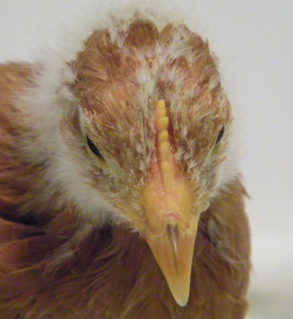 New Hampshire Red comb @ 6 wks