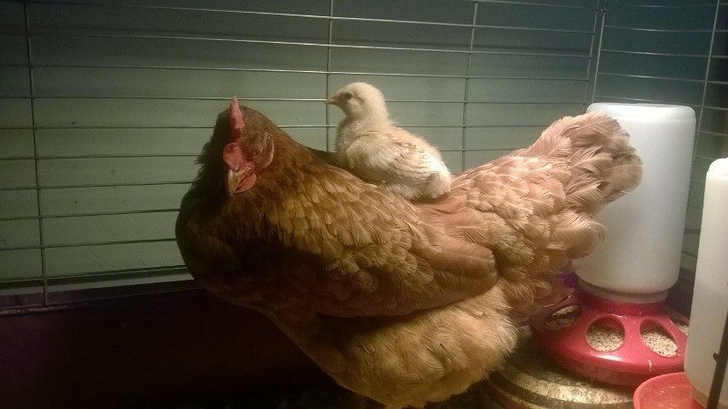 New Hampshire red hen, recovering from a raccoon attack with her baby peep
