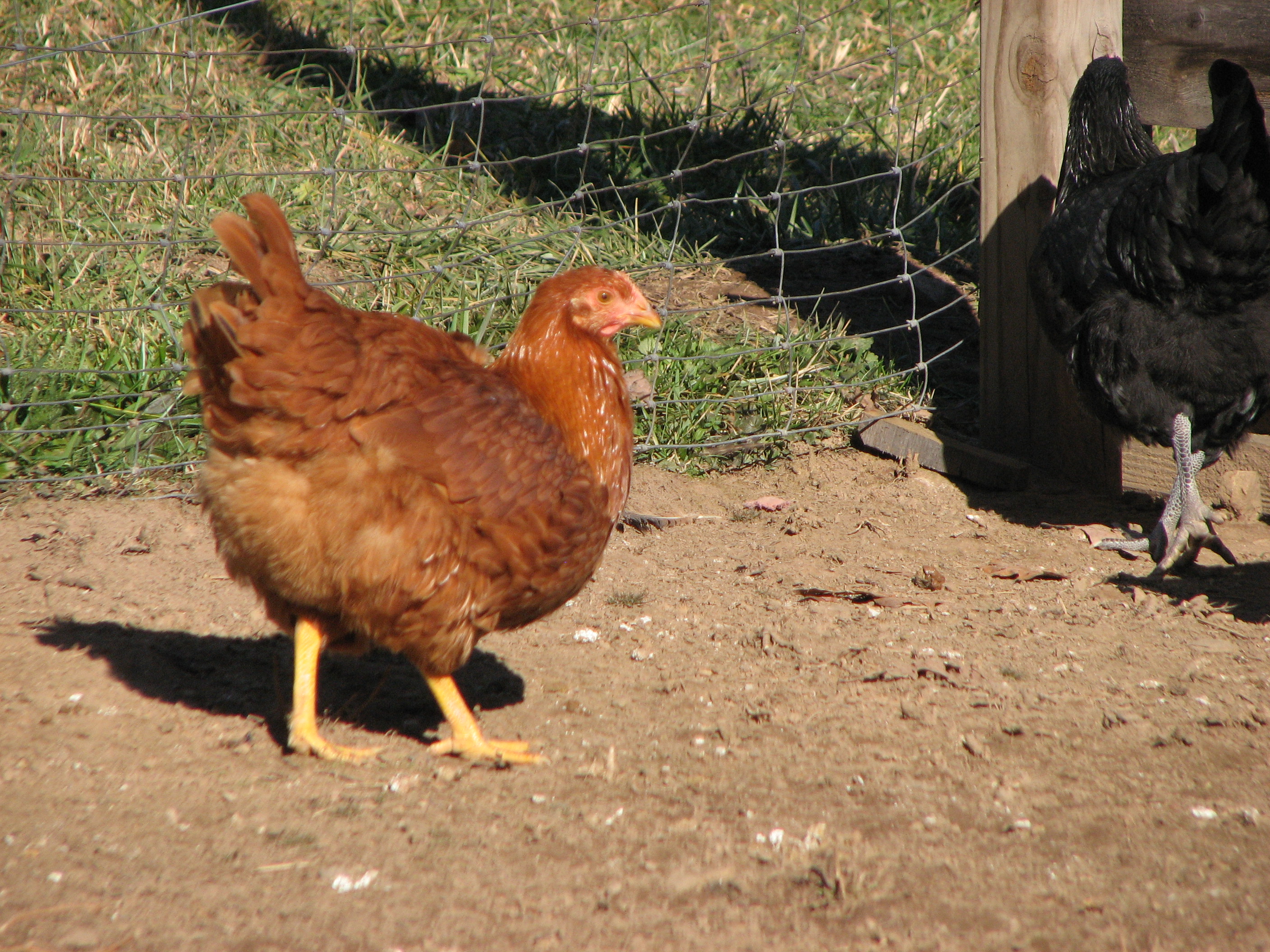 New Hampshire Red hen
