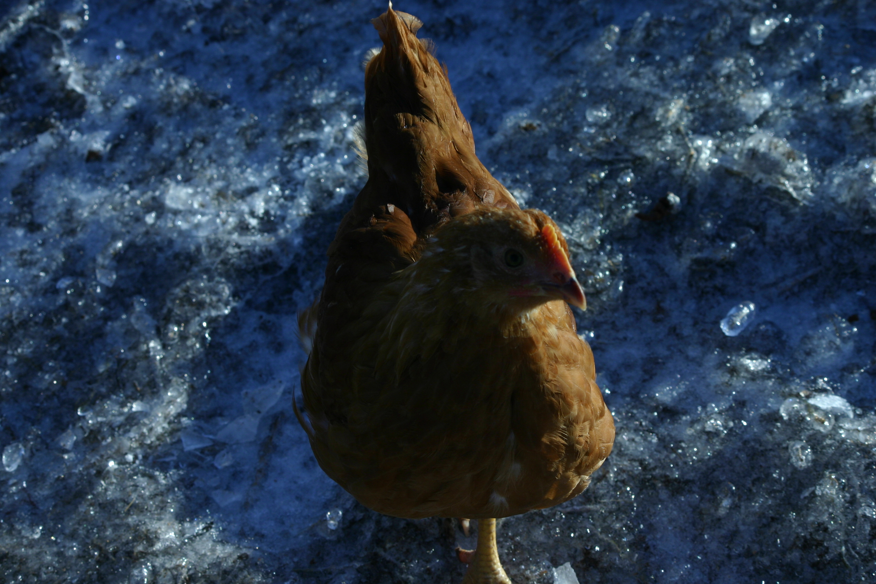 New Hampshire red in winter.