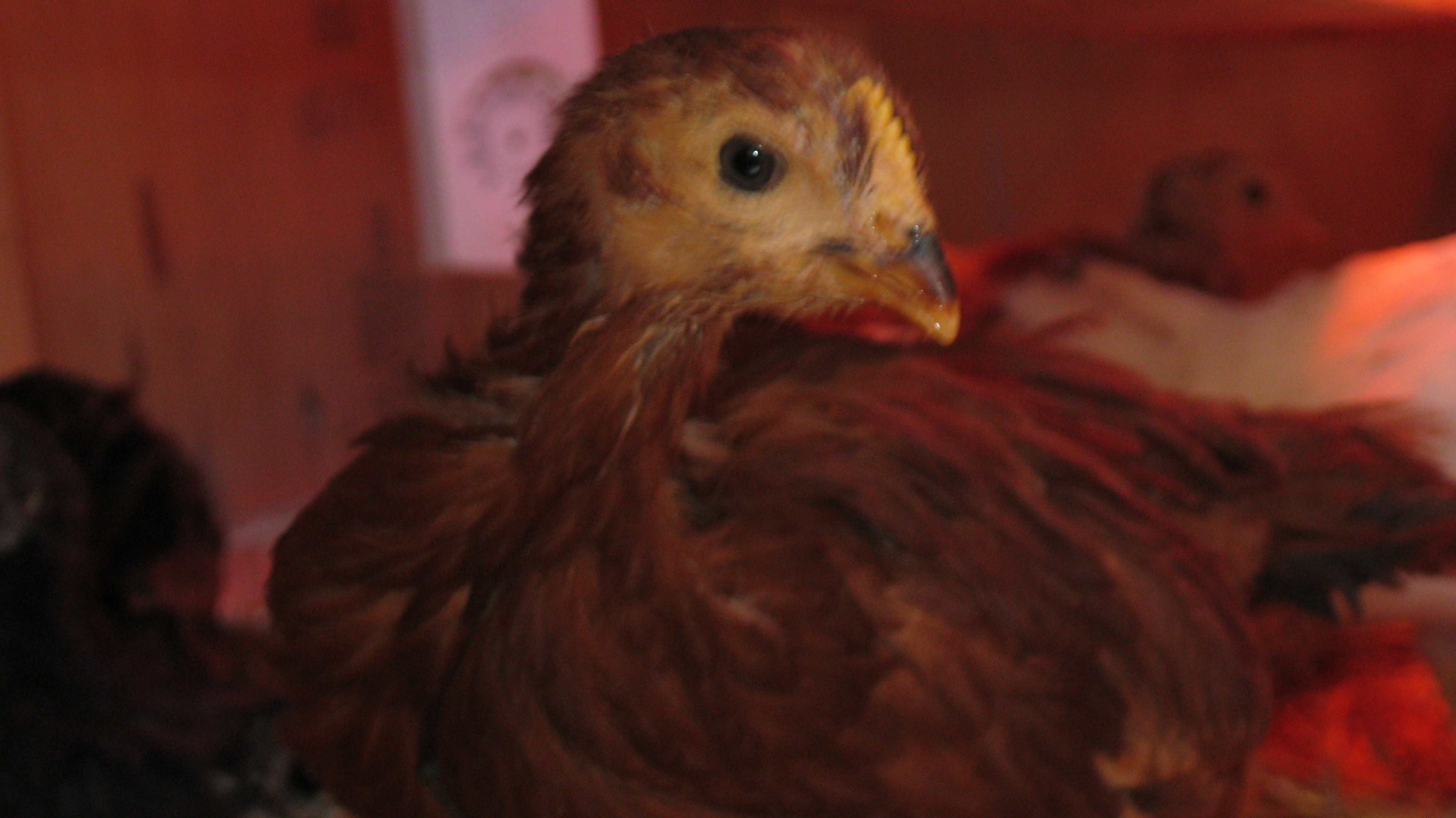 New Hampshire Red Pullet