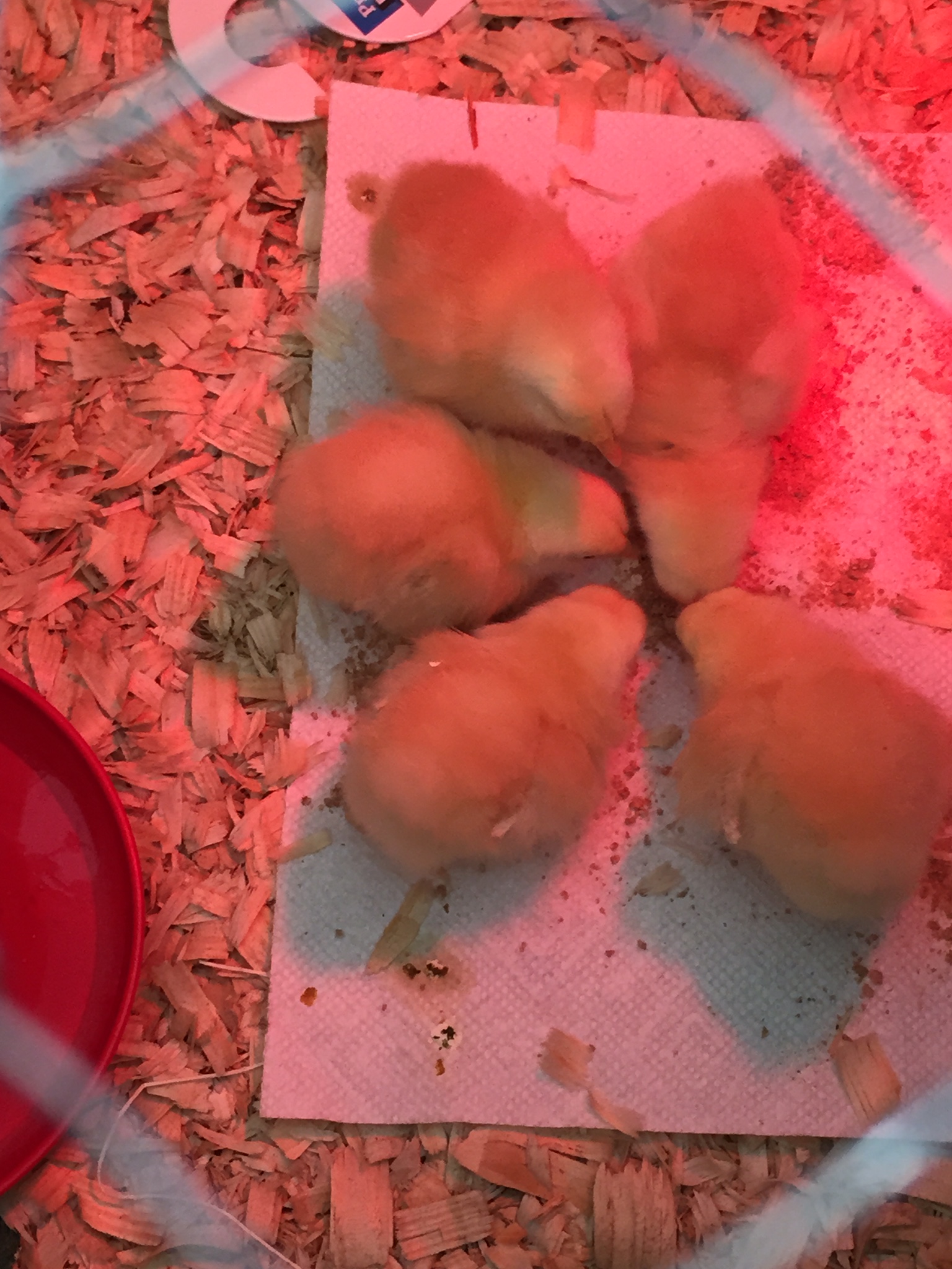 New Hampshire Red pullets 2-3 days old.